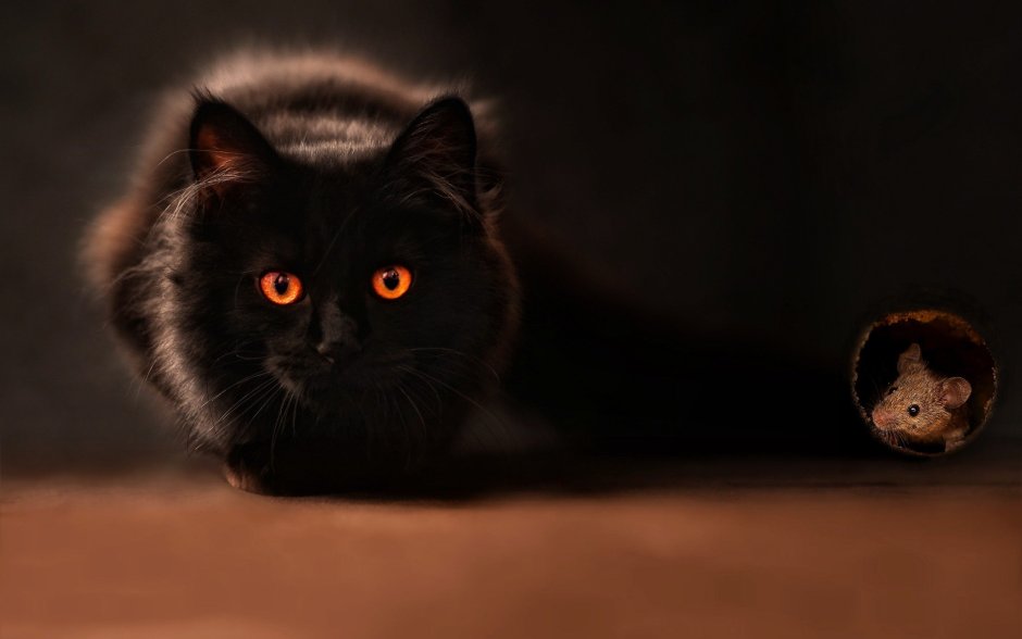 Черные коты