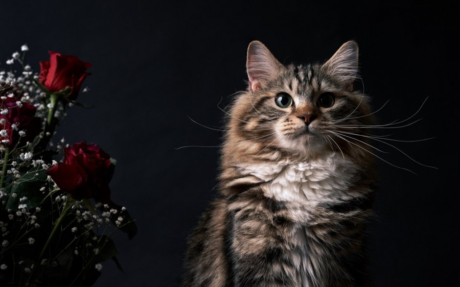 Коты на темном фоне