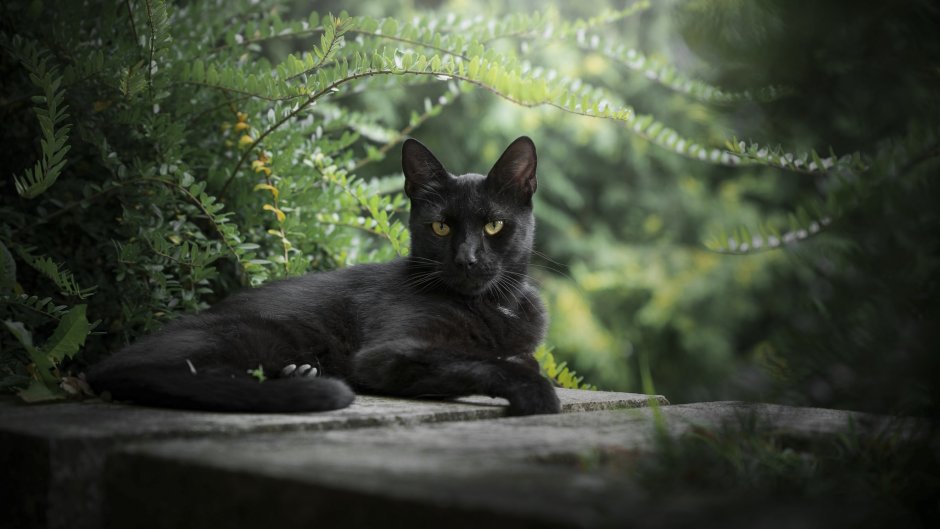 Чёрный котик