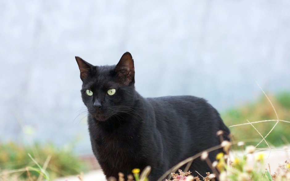 Богемская кошка чёрная