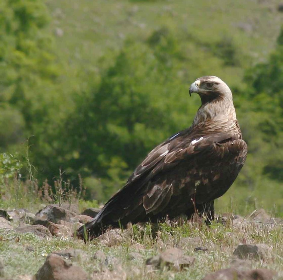 Eagle Sasse photo 2014