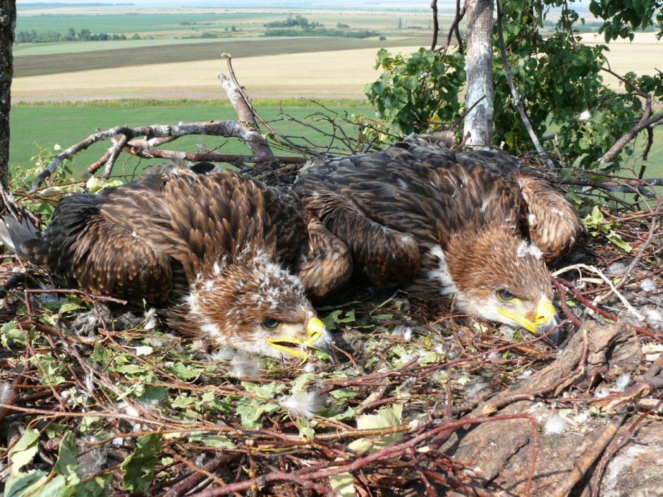 Aquila adalberti Eagle