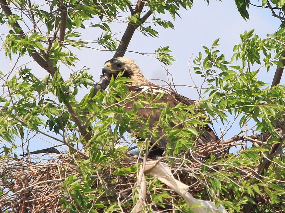 Eastern Imperial Eagle in Flight