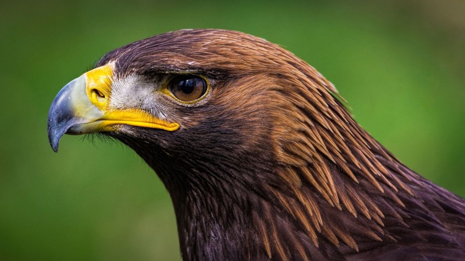 Aquila chrysaetos