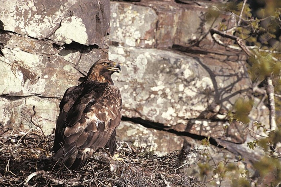 Imperial Eagle фото