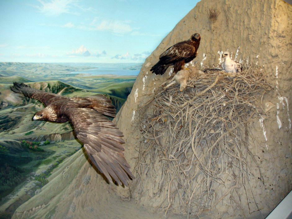 Eastern Imperial Eagle in Flight