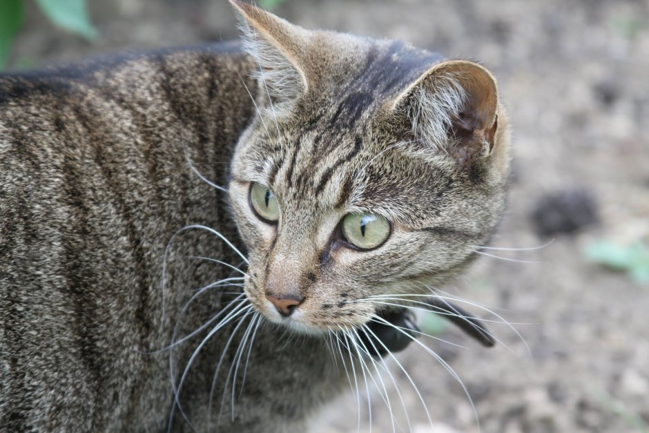 Брэмбл кошка