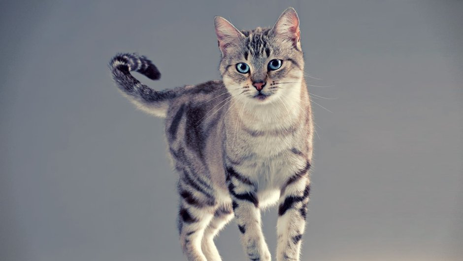 Эгейская кошка табби