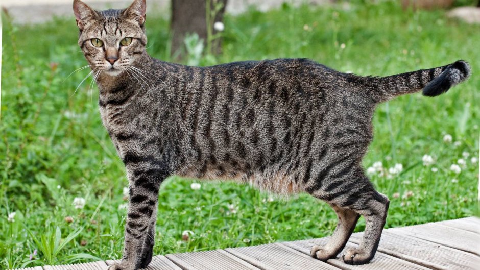 Сибирская Лесная кошка короткошерстная