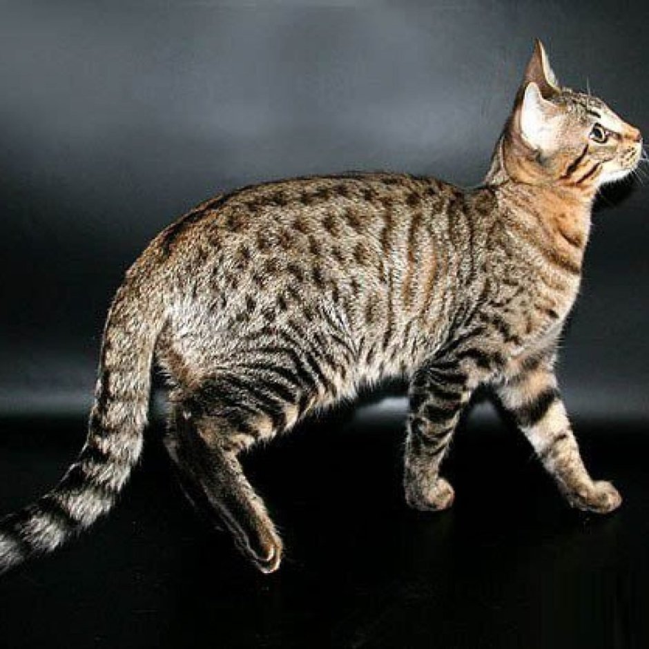 Серенгети кошка