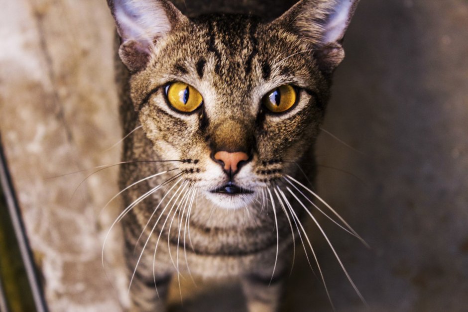 Chocolate tabby Cat