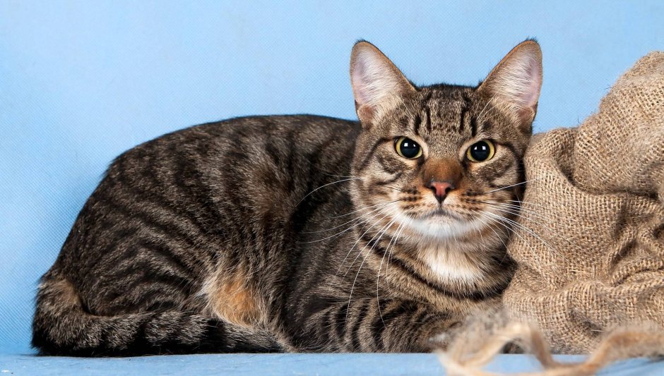 Серенгети котята