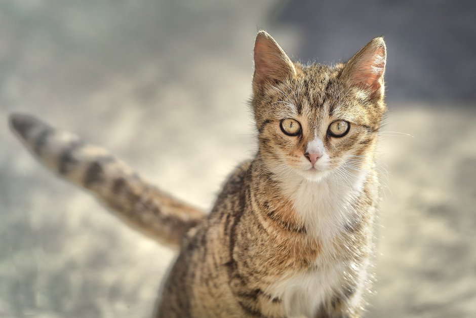 Кошка табби макрель