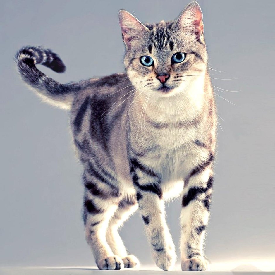 Калифорнийская сияющая кошка