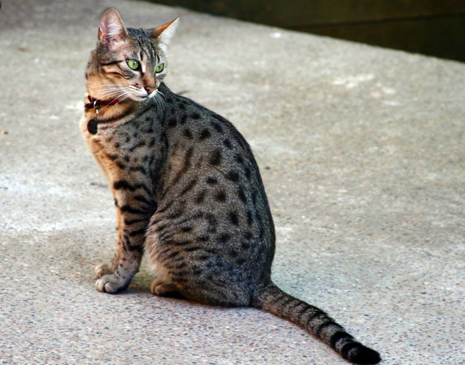 Кошка домашняя
