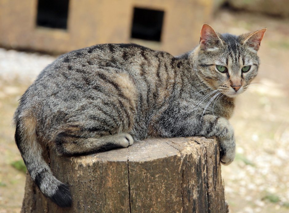 Кошка домашняя