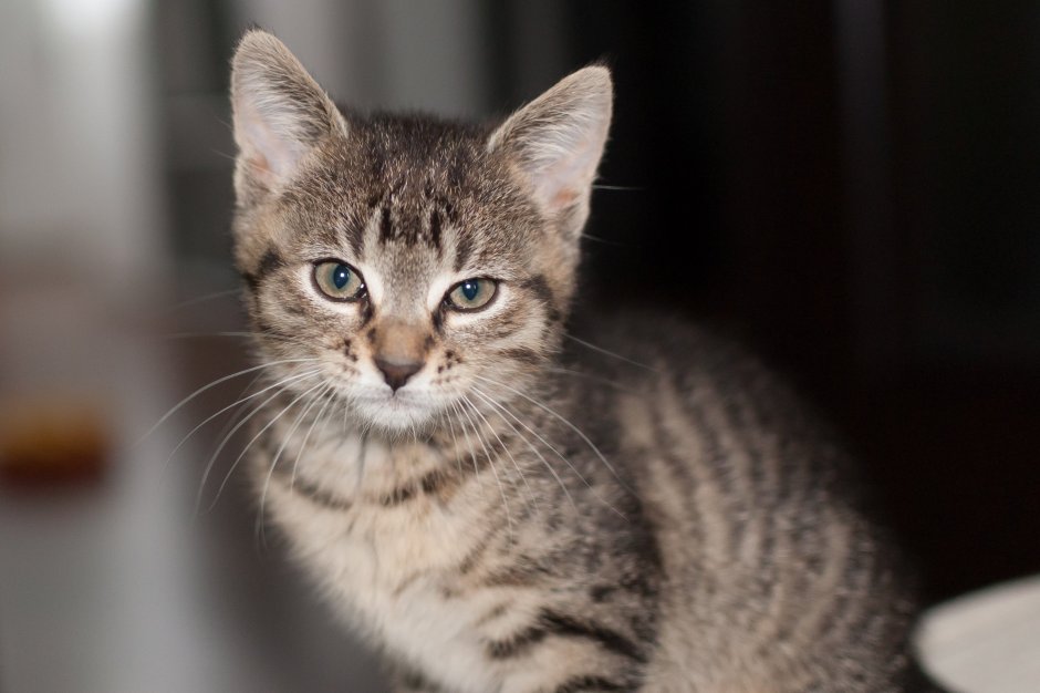 Уь котик