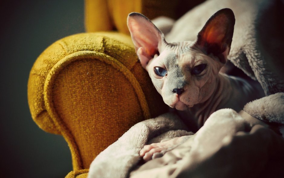 Сфинкс кошка