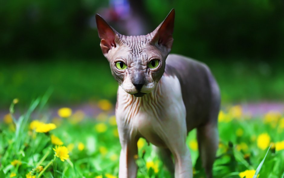 Кот сфинкс фото