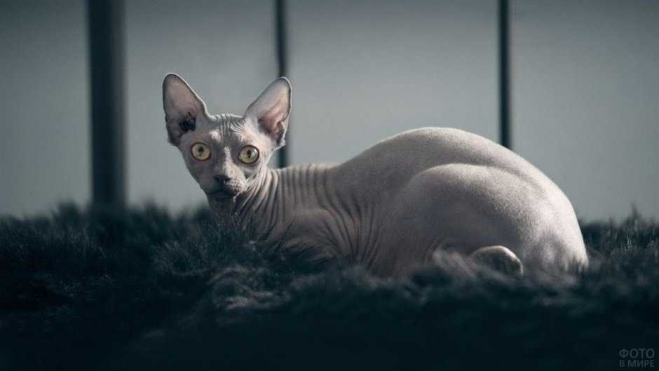 Кошка сфинкс лежит