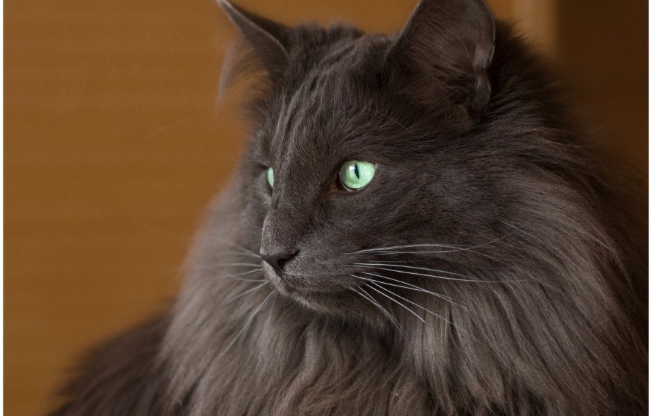 Нибелунг серый котенок
