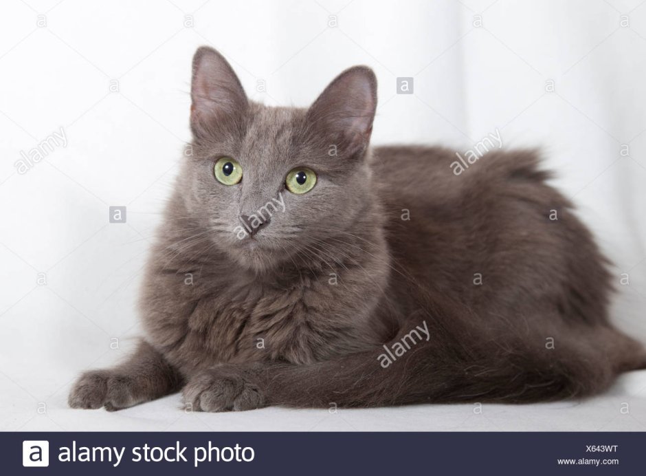 Фотографии фотообои с котятами Нибелунгов