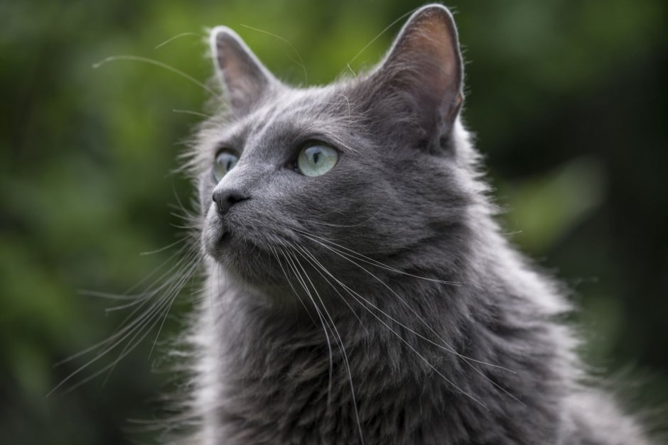 Красивые коты Небелунг