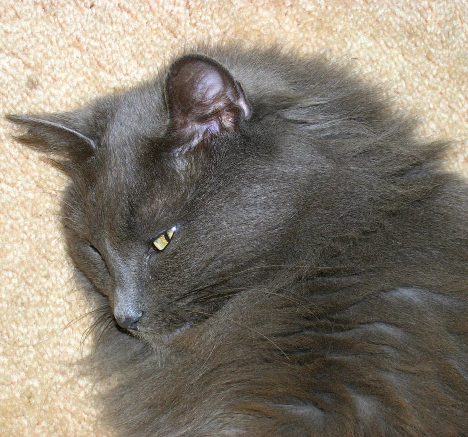 Нибелунг кошка