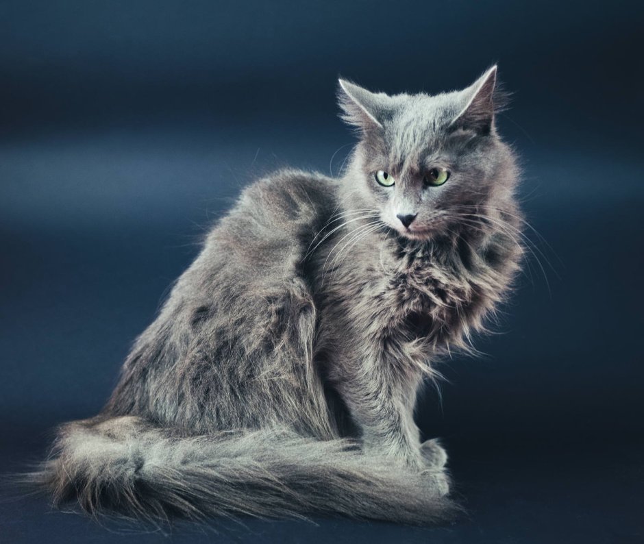 Нибелунг коричневый
