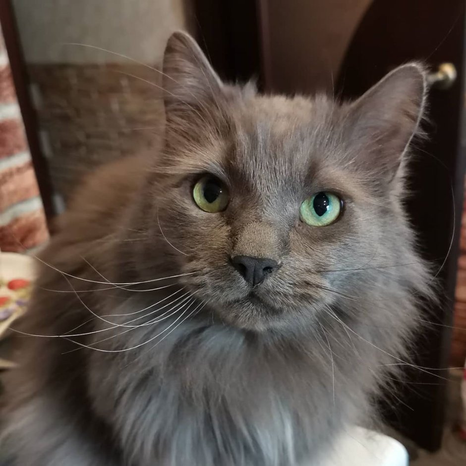 Сибирский Нибелунг кошка