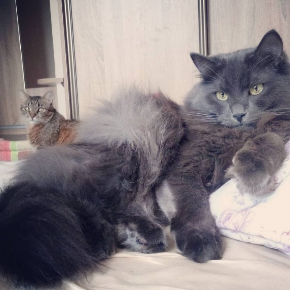 Нибелунг черный котенок