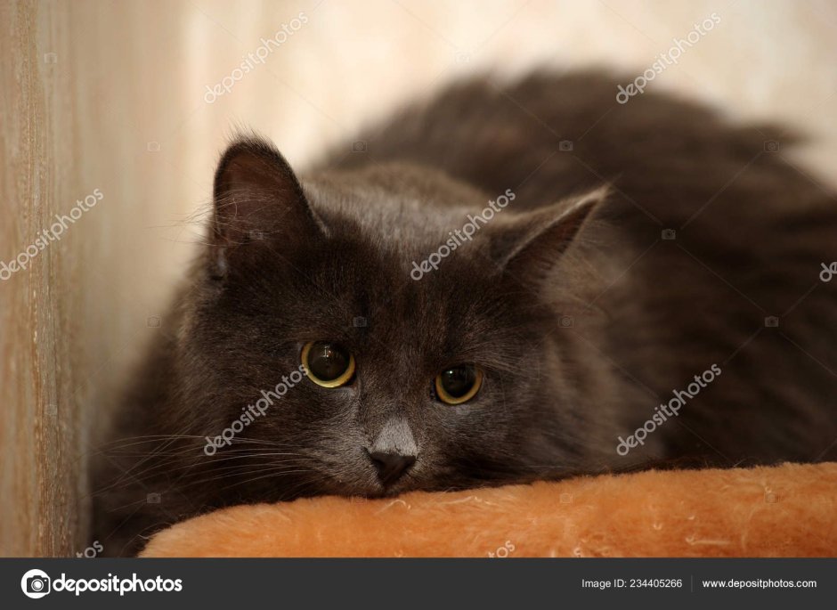Bruno Nebelung
