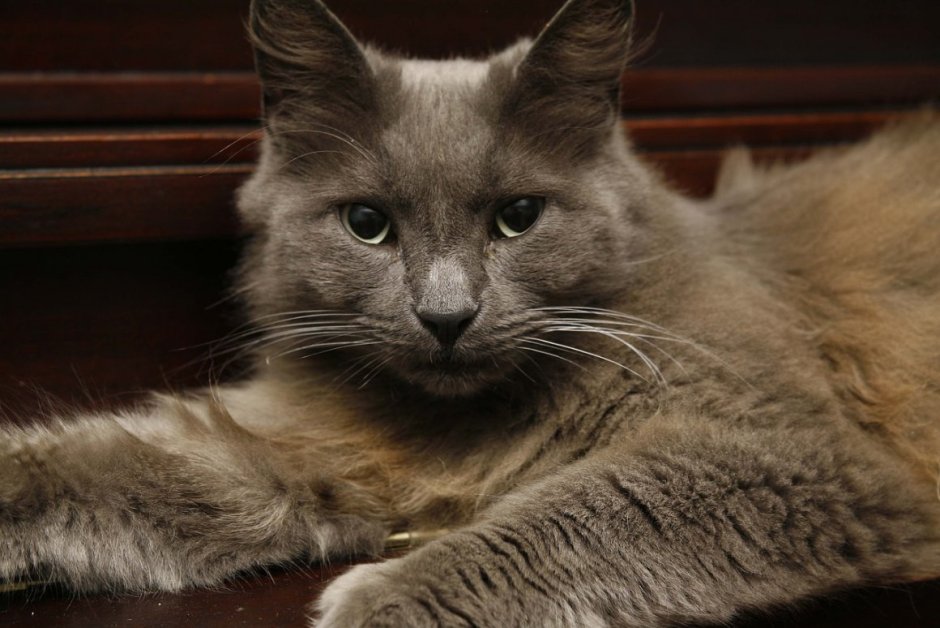 Кот породы Нибелунг