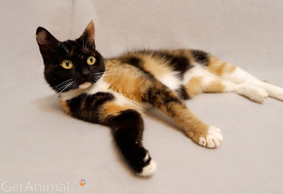 Ульяна Cat