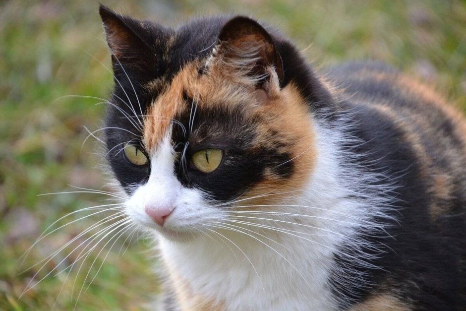 Русская трехцветная кошка
