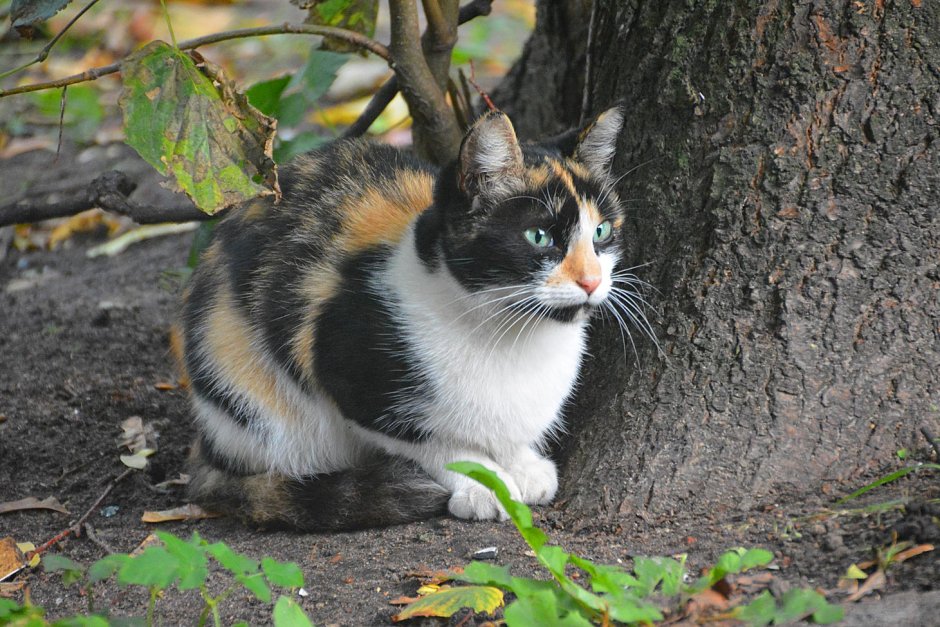 Трёхцветная кошка на улице