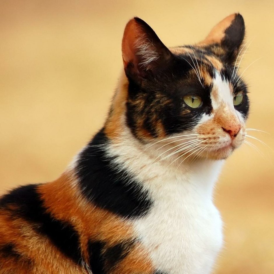 Мэнкс (Мэнская кошка)