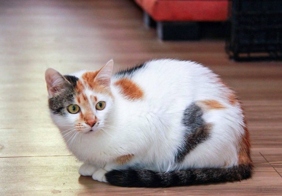 Американская короткошерстная кошка трехцветная