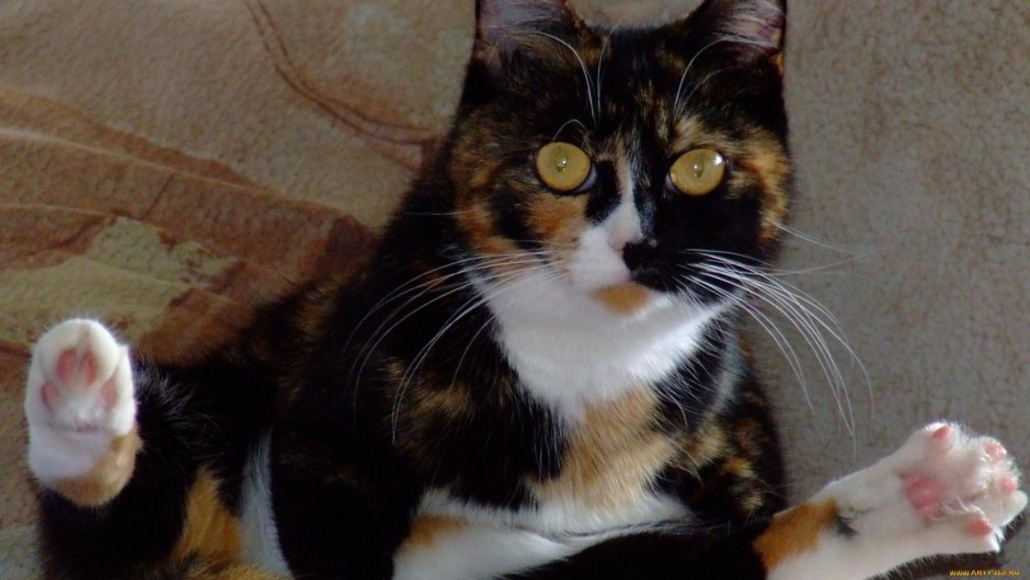 Кошка фото без фона