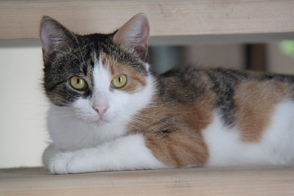 Calico кошка