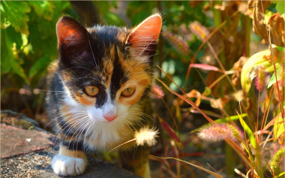 Котеночек Мими