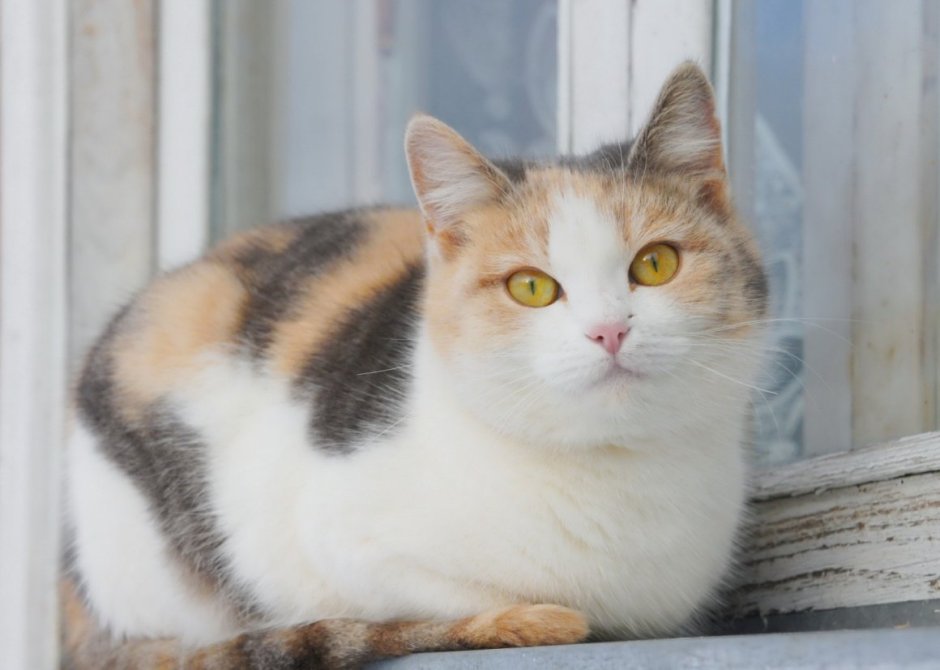 Миниатюрные кошки трехцветные