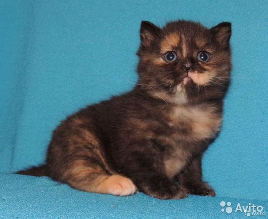 Скоттиш страйт черепаховый