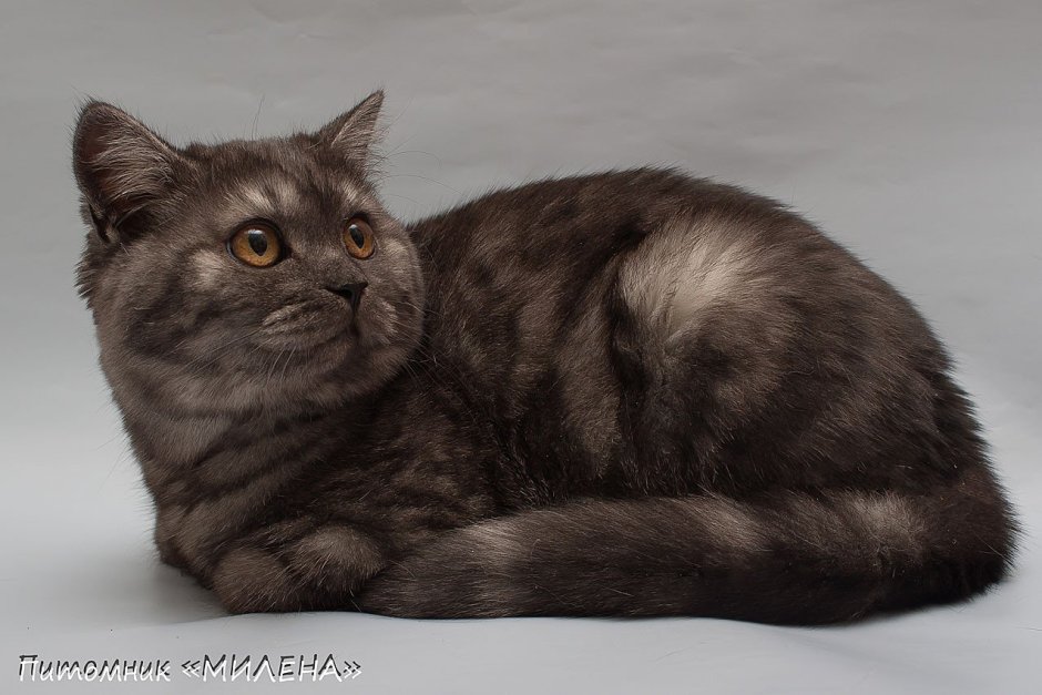 Шотландская кошка прямоухая мраморная