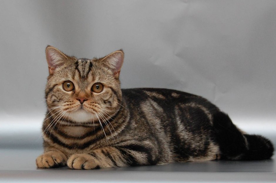 Шотландская кошка скоттиш страйт черная