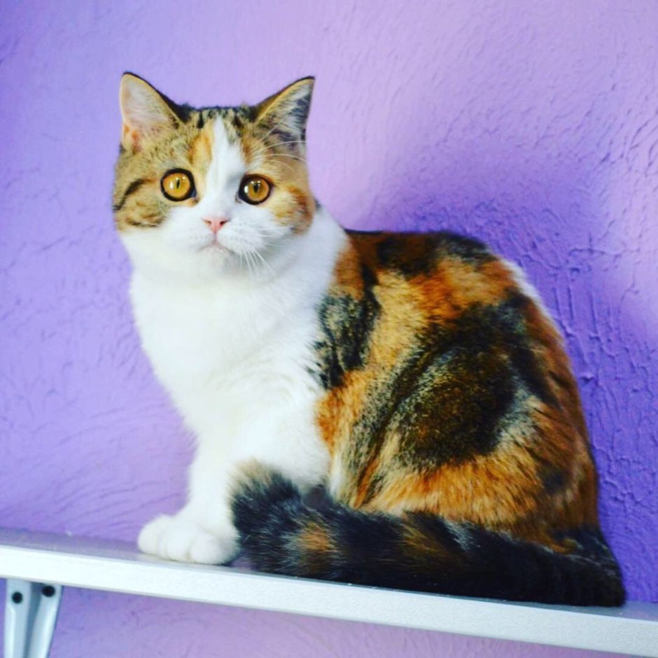 Шотландская кошка прямоухая черепаховая