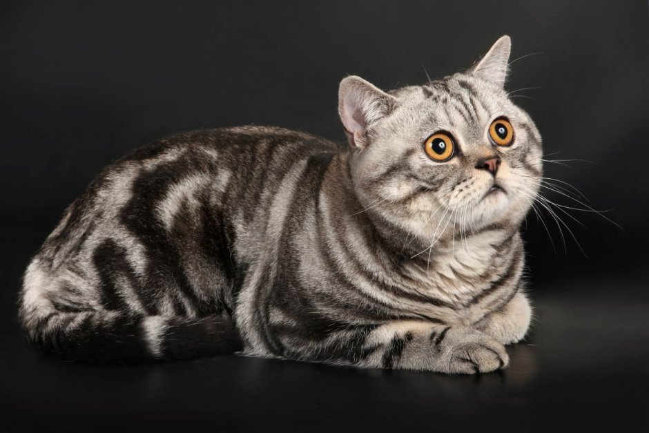 Котята скоттиш фолд прямоухие