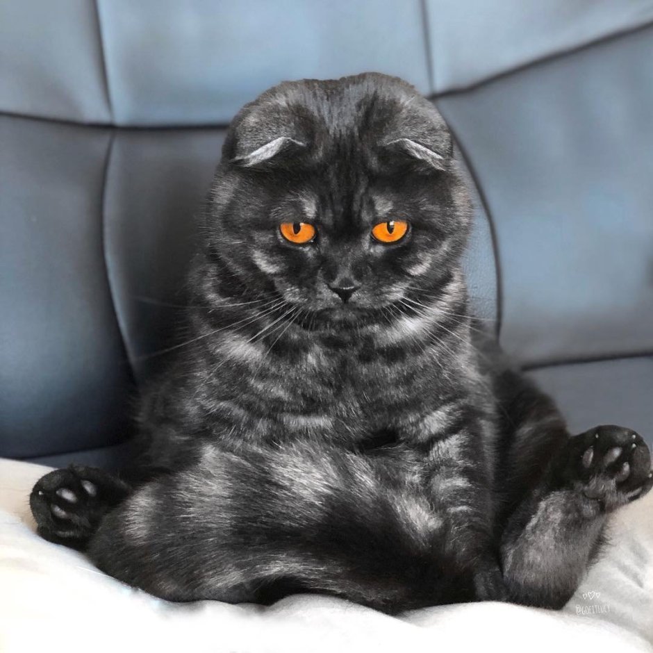 Шотландская вислоухая кошка страйт
