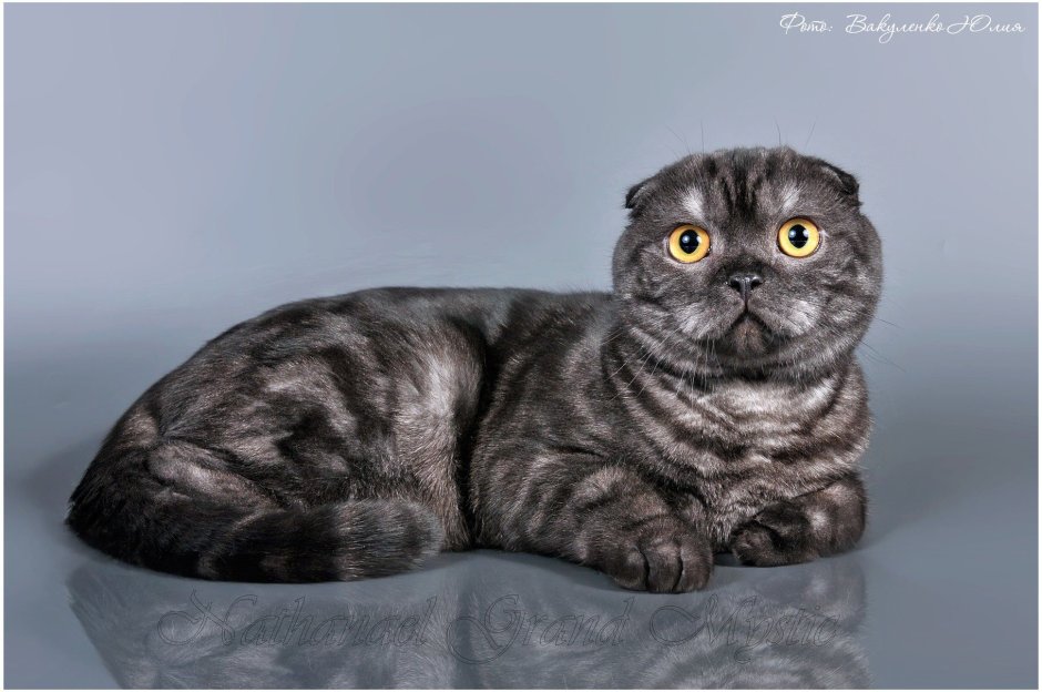 Шотландская прямоухая кошка мрамор