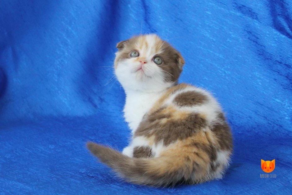 Скоттиш страйт кот рыжий